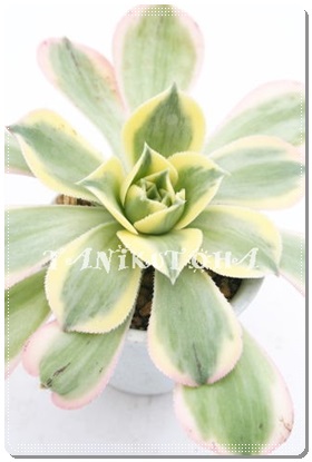 To[XgAAGIjE-Aeonium 'Sunburst' 