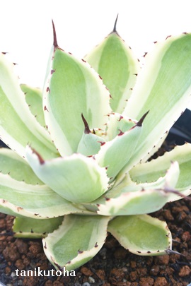 アガベの販売 アガベの通販アガベの増やし方 アガベの育て方 Genus Agave Agavaceae Agave 多肉永遠 たにくとはcuctus And Succulents Onlineshop From Japan Tanikutoha