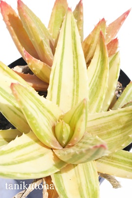 sсAӂ₶傤ɂAAG-Aloe nobilis f. variegata