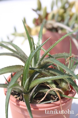 TEfVAGAAG-Aloe saundersiae