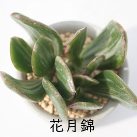 ԌтɂANbX-Crassula portulacea variegata