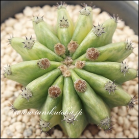 E̐},̂,T{e,ʔ,GLmvVX-Echinopsis eyriesii f.variegata