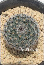 E̐},̂,T{e,ʔ,GLmvVX-Echinopsis eyriesii f.variegata