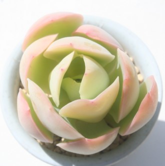 s[`vfAGPxA-Echeveria 'PEACH PLIDE'