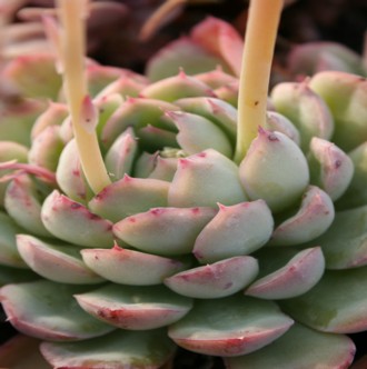 ԌAAGPxA-Echeveria cv 'KAGETUYA'