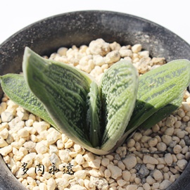 j`_AAG-Aloe nobilis f. variegata