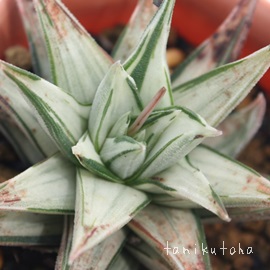 ̓AnI`A-Hawrthia tortuosa f. variegata
