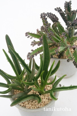 キューエンシス カランコエ属 カランコエのキューエンシス通販 カランコエのキューエンシス育て方増やし方 Kalanchoe Kewensis 多肉永遠 たにくとはcuctus And Succulents Onlineshop From Japan Tanikutoha