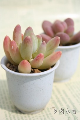 l,傤тApLtBc-Pachyphytum 'KYOUBIJIN'