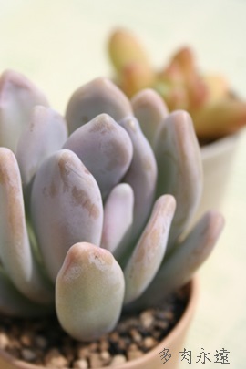 lAӂтApLtBc-Pachyphytum bracteosum