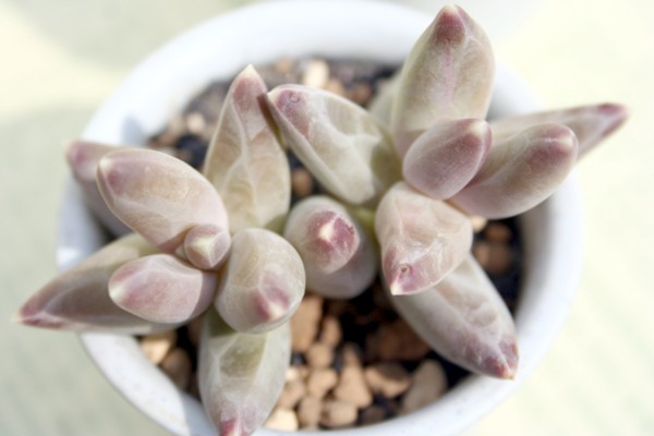 RpN^,c̏悾̂܂ApLtBc-Pachyphytum compactum