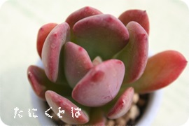 Y[ApLxA-Pachyveria 'Leslie'