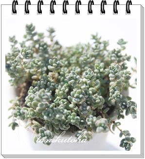 urtHEAZ_-Sedum brevifolium