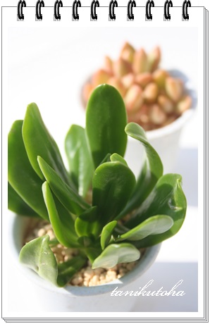 AقAZ_-Sedum dendroideum ssp. parvifolium