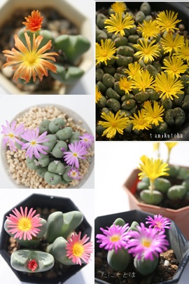 RmtBcZbg̔,RmtBcZbgʔ,RmtBcZbg̔̔,RmtBcZbg̖≮ʔ,RmtBcZbg̔,i@ɂƂ́[cuctus and succulents onlineshop from japan-TANIKUTOHA