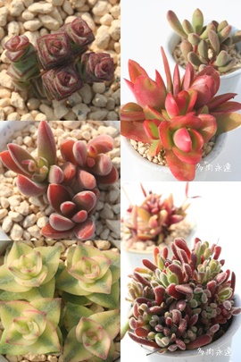 NbXZbg̔,NbXZbgʔ,NbXZbg̔̔,NbXZbg̖≮ʔ,NbXZbg̔,i@ɂƂ́[cuctus and succulents onlineshop from japan-TANIKUTOHA