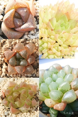 nI`AZbg̔,nI`AZbgʔ,nI`AZbg̔̔,nI`AZbg̖≮ʔ,GPxAZbg̔,i@ɂƂ́[cuctus and succulents onlineshop from japan-TANIKUTOHA