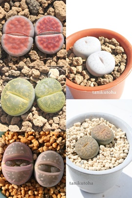 g[vXZbg̔,g[vXZbgʔ,g[vXZbg̔̔,g[vXZbg̖≮ʔ,g[vXZbg̔,i@ɂƂ́[cuctus and succulents onlineshop from japan-TANIKUTOHA