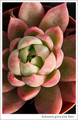 Echeveria gilva pink form :　エケベリアギルバピンクフォーム