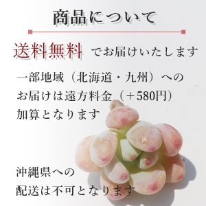 多肉植物の黄色3鉢セット送料無料,多肉植物のプレゼント,多肉のおしゃれな贈り物,白鉢,スクエアー,風水植物,風水黄色,出産祝い,お洒落な贈り物,父の日,敬老の日,誕生日,新築祝い,開店祝い,母の日,多肉植物の寄せ植え販売,多肉植物のプレゼント激安販売,多肉永遠