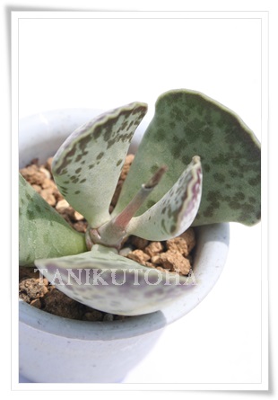 アドロミスクスの販売 アドロミスクスの通販 Genus Adromischus 多肉永遠 たにくとはcuctus And Succulents Onlineshop From Japan Tanikutoha