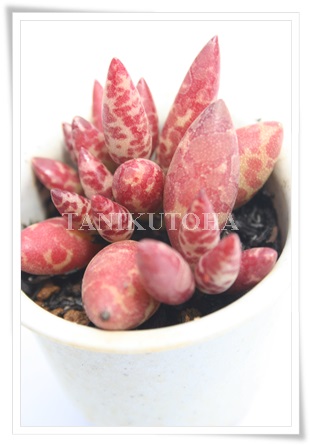 tBJEXbhX|bgAAh~XNX-Adroimischus filicaulis ssp. 'Red Spotted'