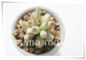 }~XVo[tH[AAh~XNX-Adroimischus mamillalis silver form