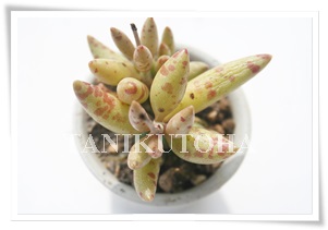 S[hGbOAAh~XNX-Adroimischus filicaulis 'Gold Egg'