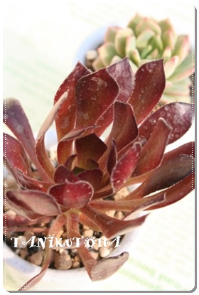 @tAAGIjE- Aeonium arboreum cv. Atropurpureum 