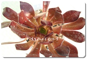 黒法師、アエオニウム属- Aeonium arboreum cv. Atropurpureum