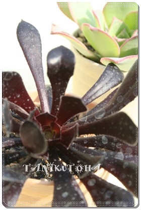 真っ黒黒法師まっくろくろほうし、アエオニウム属- Aeonium arboreum cv. Atropurpureum 