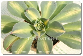 [o[XgAAGIjE- Aeonium urbicum'moonburst'