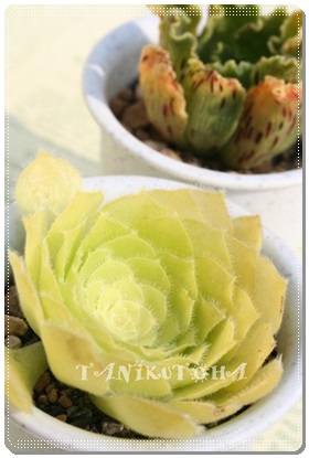 PiЂ߂߂傤jAAGIjE- Aeonium tabuliformevar. minima