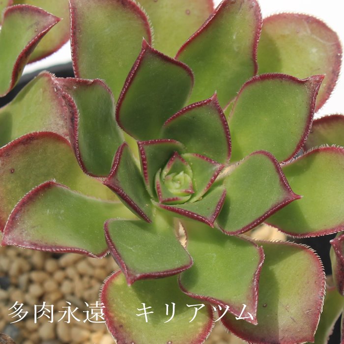 LAcAAGIjE- Aeonium ciliatum