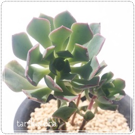 JXepCoGAAGIjE- Aeonium castello-paivae