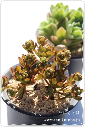 l̉ԑ,тƂ̃u[PAAGIjE- Aeonium kobitonoBouquet