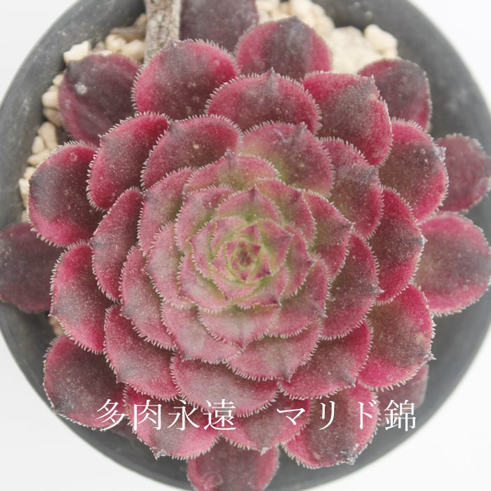 }h,}hє̔,}hђʔ,AGIjE}hђʔ,AGIjE}hѐB₵,}hшĕAAGIjE- Aeonium -marid variegata,i