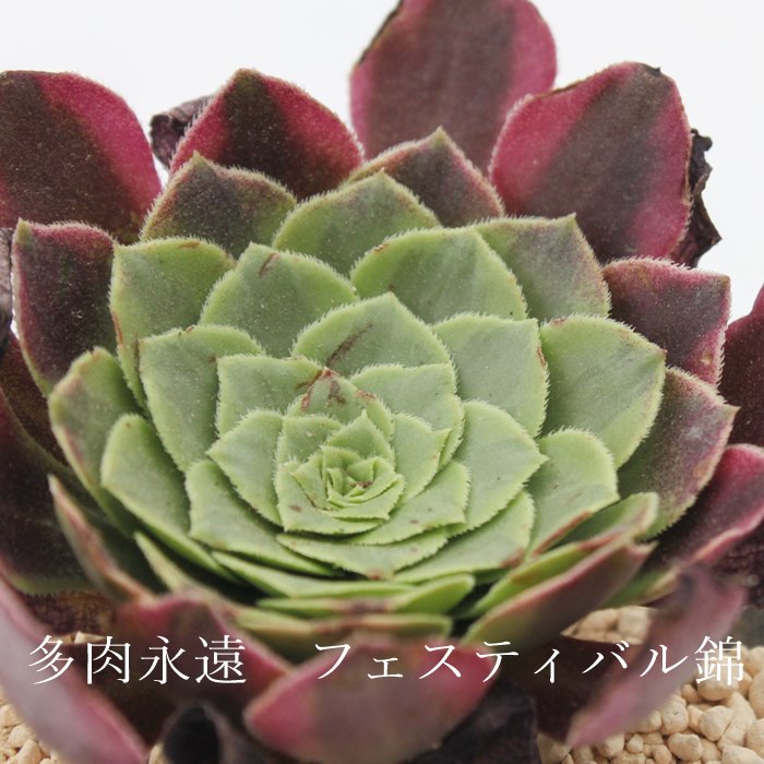 ハンドメイドアエオニウム　フェスティバル❤️多肉植物　寄植え　斑入り　フェスティバル錦