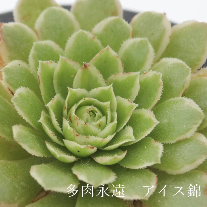 ACX,ACXє̔,ACXђʔ,AGIjEACXђʔ,AGIjEACXѐB₵,ACXшĕAAGIjE- Aeonium ice variegata,i