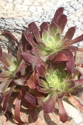 ,ߔ̔,ߒʔ,ߒʔ,ߐB₵,߈ĕAAGIjE,Aeonium aogi,iɂƂ