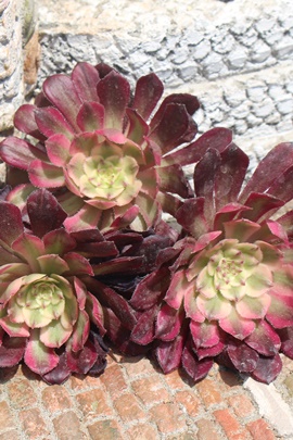 GqG,GqG̔,GqGʔ,GqGʔ,GqGB₵,GqGĕAAGIjE- Aeonium El Hierro,i