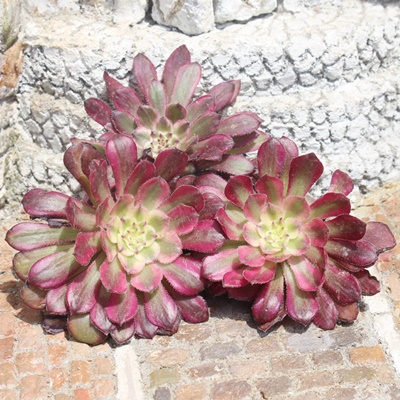 }fBO,}fBO̔,}fBOʔ,}fBOʔ,}fBOB₵,}fBOĕAAGIjE- Aeonium mardigra,i@ɂƂ