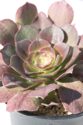 nEB,nEB̔,nEBʔ,nEBʔ,nEBB₵,nEBĕAAGIjE- Aeonium Halloween,i