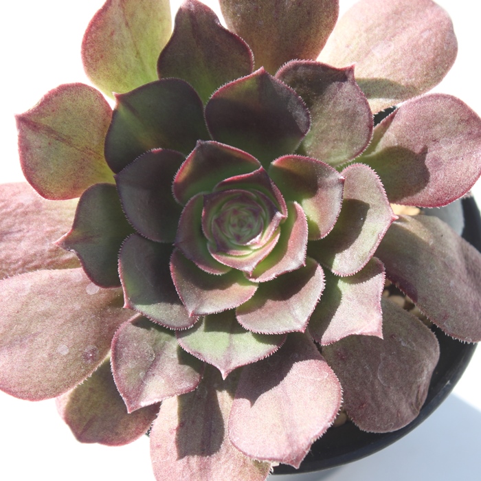 nEB,nEB̔,nEBʔ,AGIjEnEBʔ,AGIjEnEBB₵,nEBĕAAGIjE- Aeonium Halloween,i