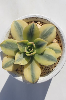 X^[o[Xg̔,t[Xʔ,X^[o[Xgʔ,X^[o[XgB₵,X^[o[XgĕAAGIjE- Aeonium starburst,i