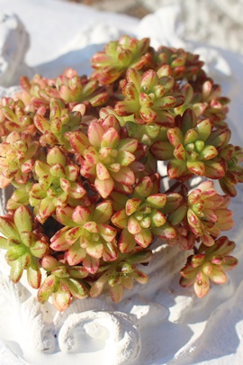 l̍Ղє̔,l̍Ղђʔ,l̍Ղђʔ,l̍Ղтӂ₵,l̍ՂшĕAAGIjE- Aeonium sedifolium f.variegata,i