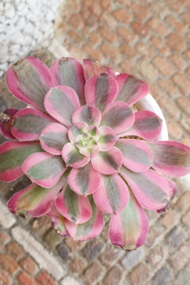 sNEBb`,sNEBb`̔,sNEBb`ʔ,sNEBb`ʔ,sNEBb`B₵,sNEBb`ĕAAGIjEAeonium pinkwitch