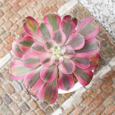 sNEBb`,sNEBb`̔,sNEBb`ʔ,sNEBb`ʔ,sNEBb`B₵,sNEBb`ĕAAGIjEAeonium pinkwitch,iɂƂ