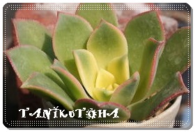 [f,[fx,[f},LIGjEʔ,LIGjE,AGIjE̔̔-Aeonium haworthii Tricolour