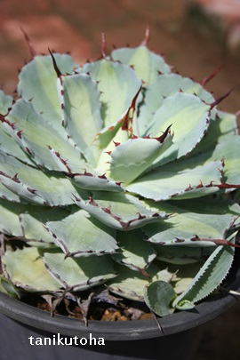 gˊA傤ȂӁAAKx-Agave potatorum 'Kisshou-kan'variegata